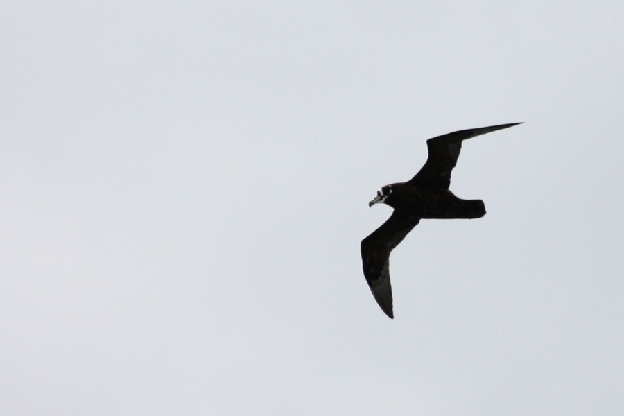 Spectacled Petrel - ML205899861