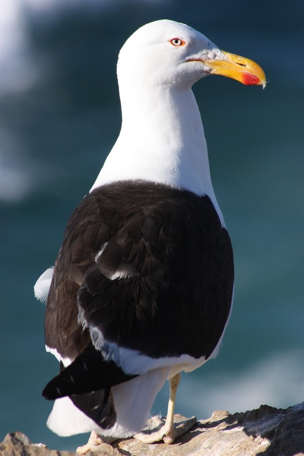 Kelp Gull (dominicanus) - Rémi Bigonneau
