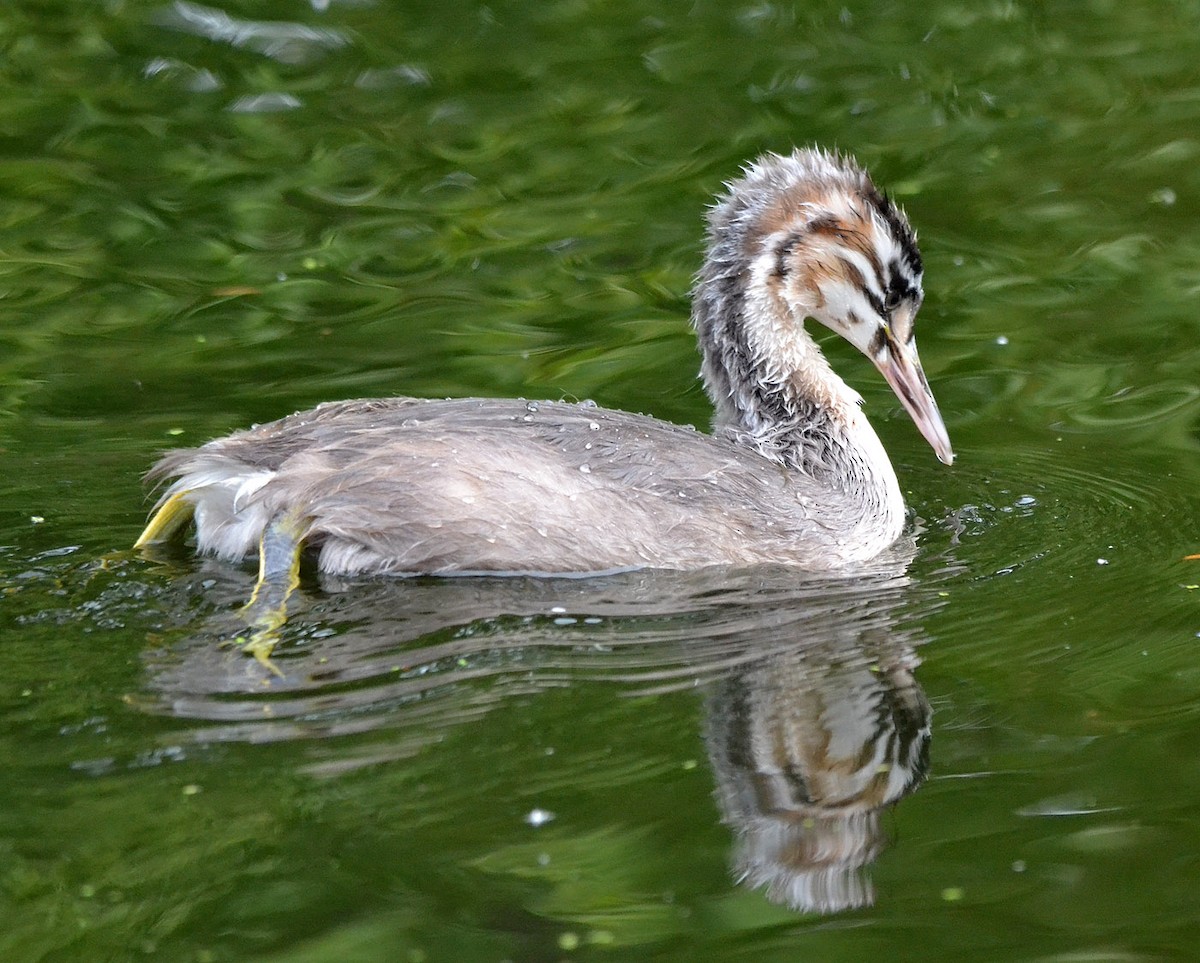 Great Crested Grebe - A Emmerson