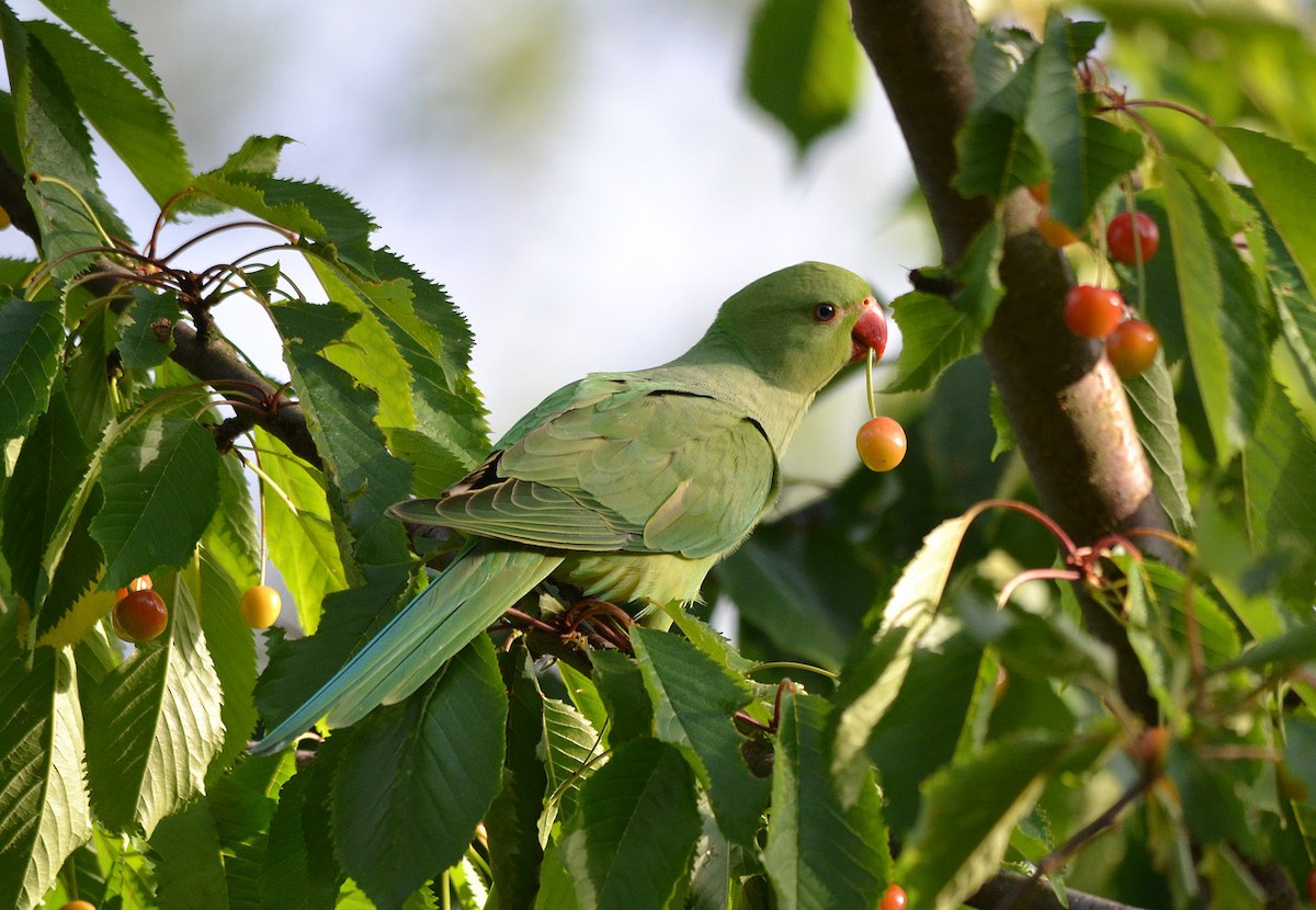 Rose-ringed Parakeet - A Emmerson