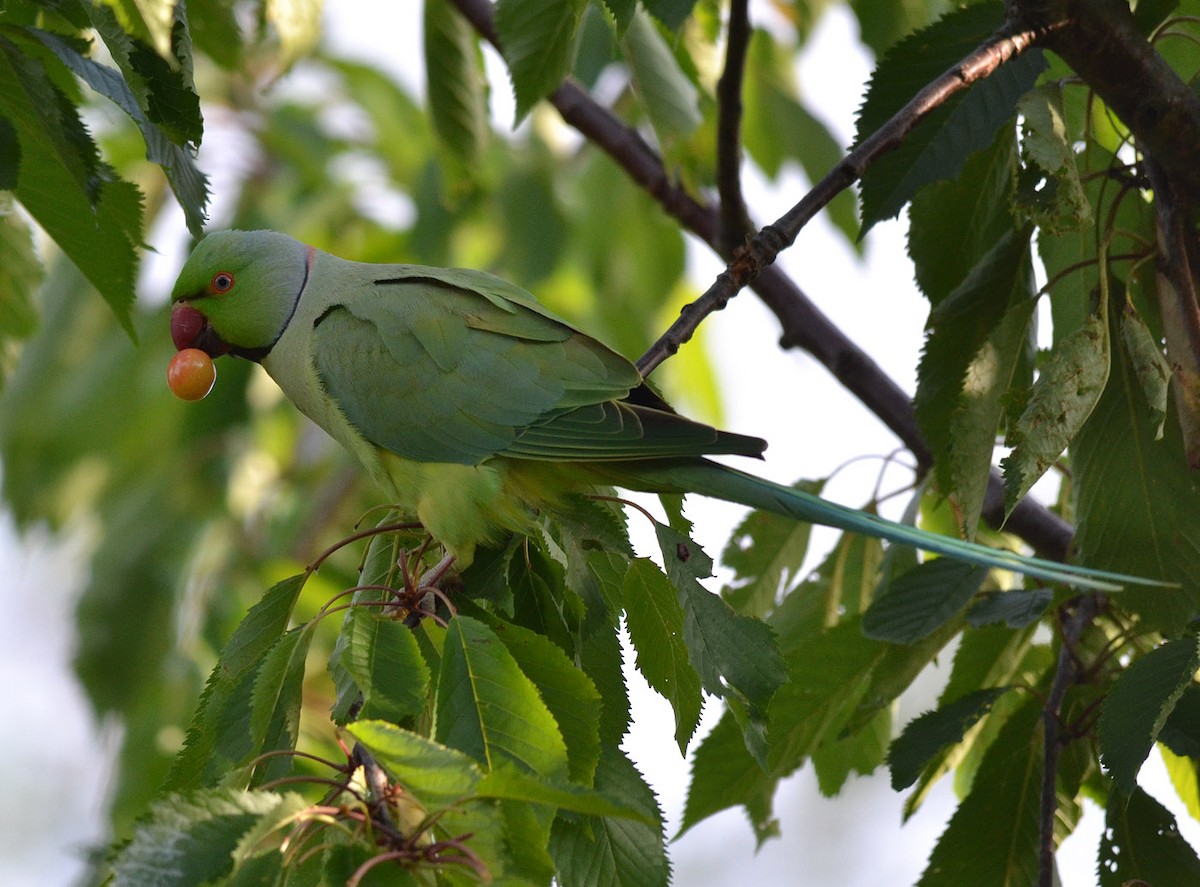 Rose-ringed Parakeet - A Emmerson