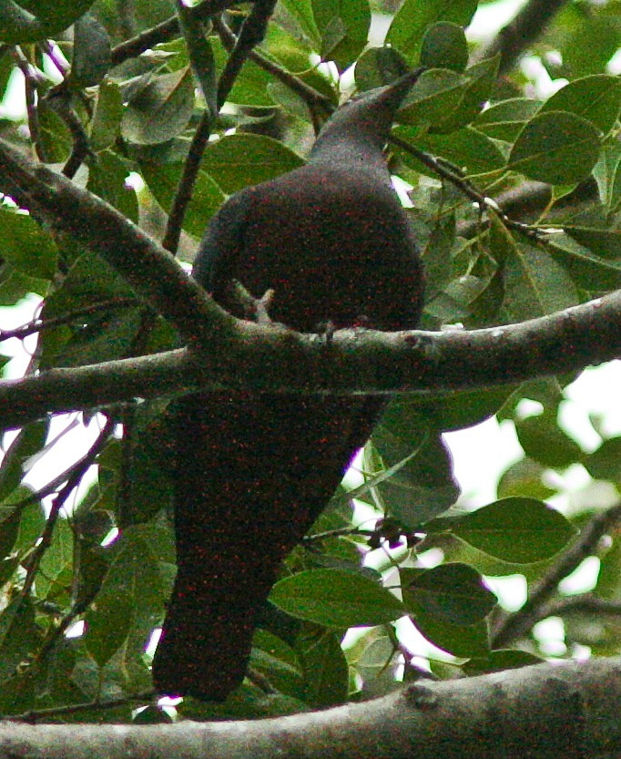 Chestnut-bellied Imperial-Pigeon - ML205900801