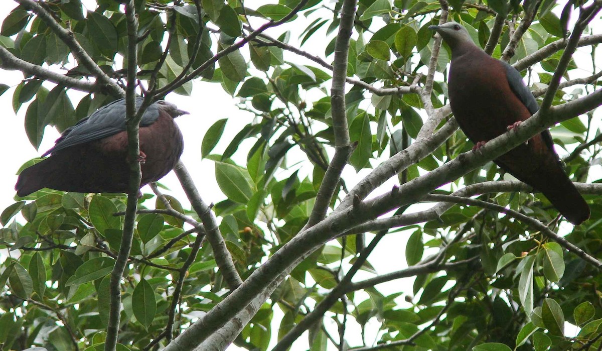 Chestnut-bellied Imperial-Pigeon - ML205900811