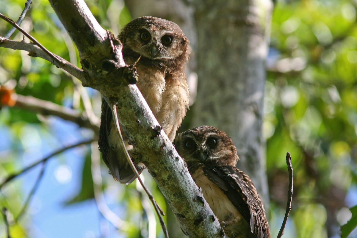 West Solomons Owl - Guy Dutson