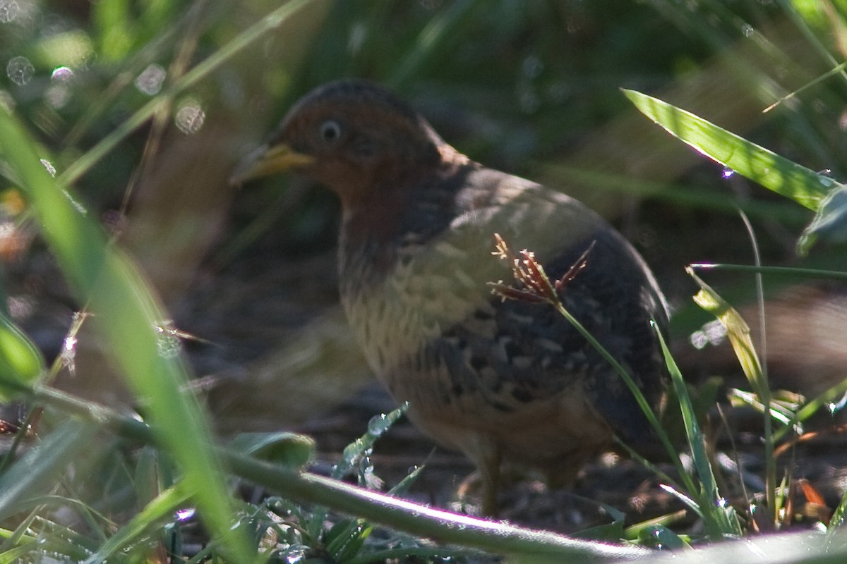 Red-backed Buttonquail - Guy Dutson