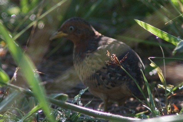 Red-backed Buttonquail