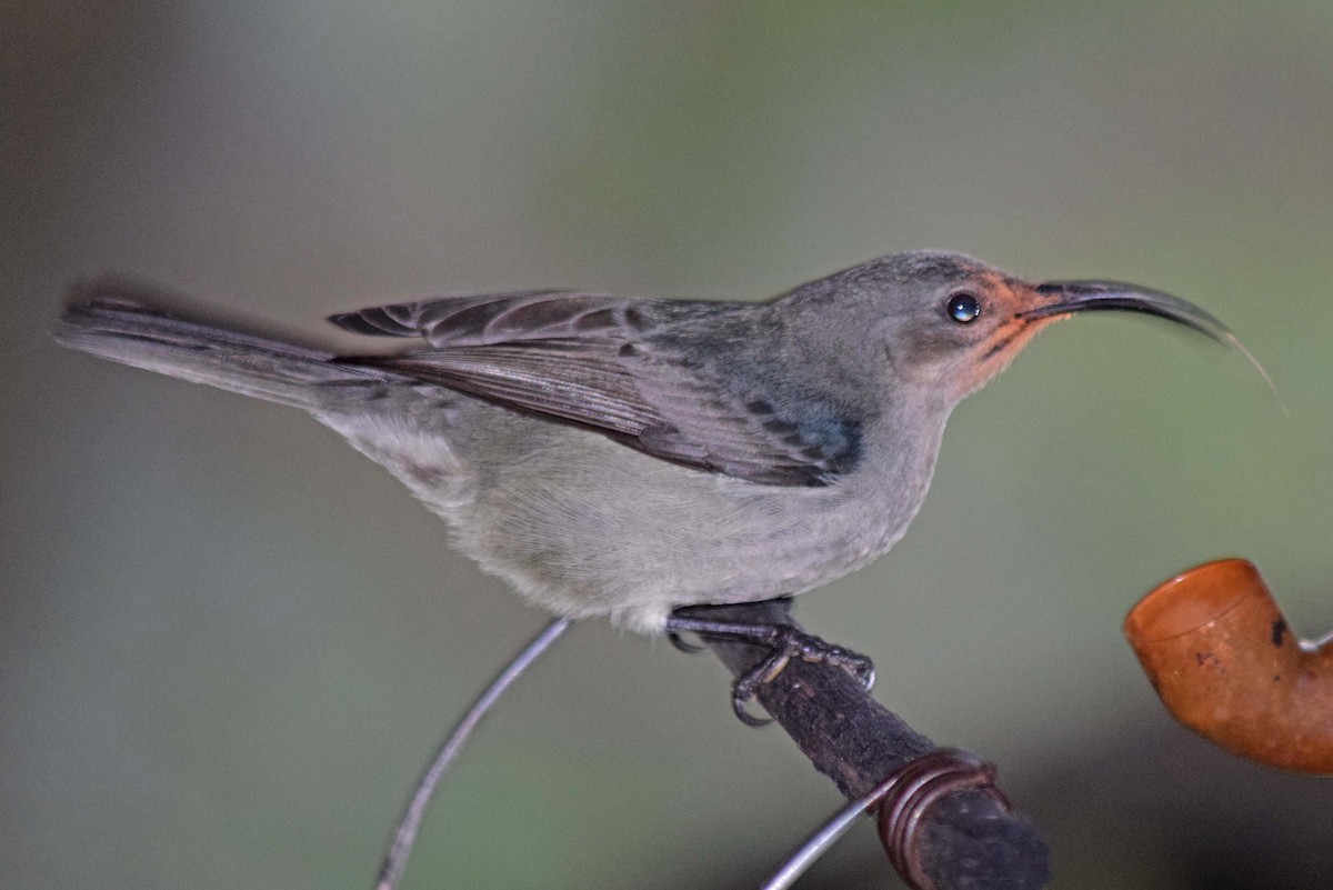 Mouse-colored Sunbird - John Bruin