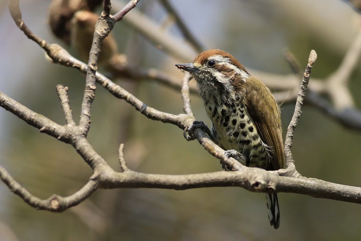 Speckled Piculet - Sicheng Wan