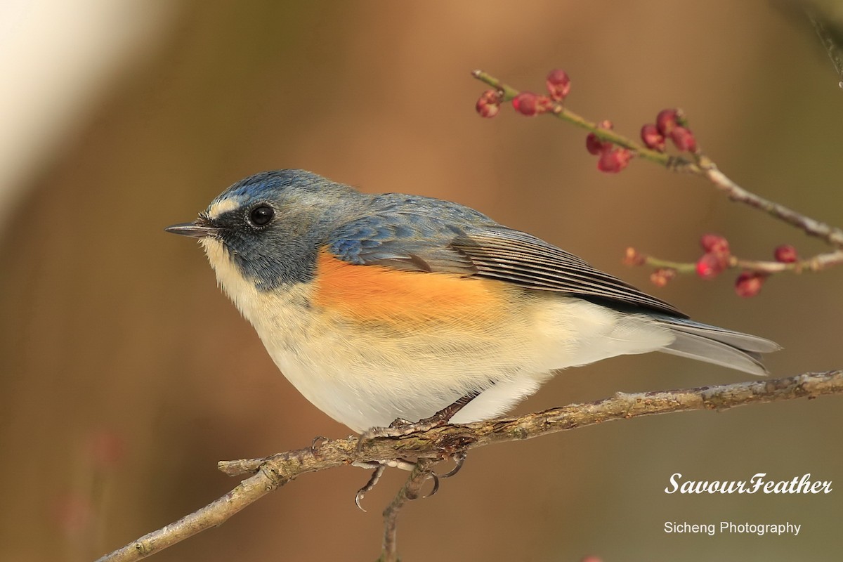 Red-flanked Bluetail - Sicheng Wan