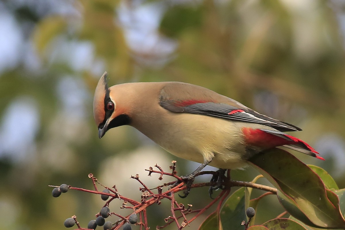 Japanese Waxwing - ML205901251