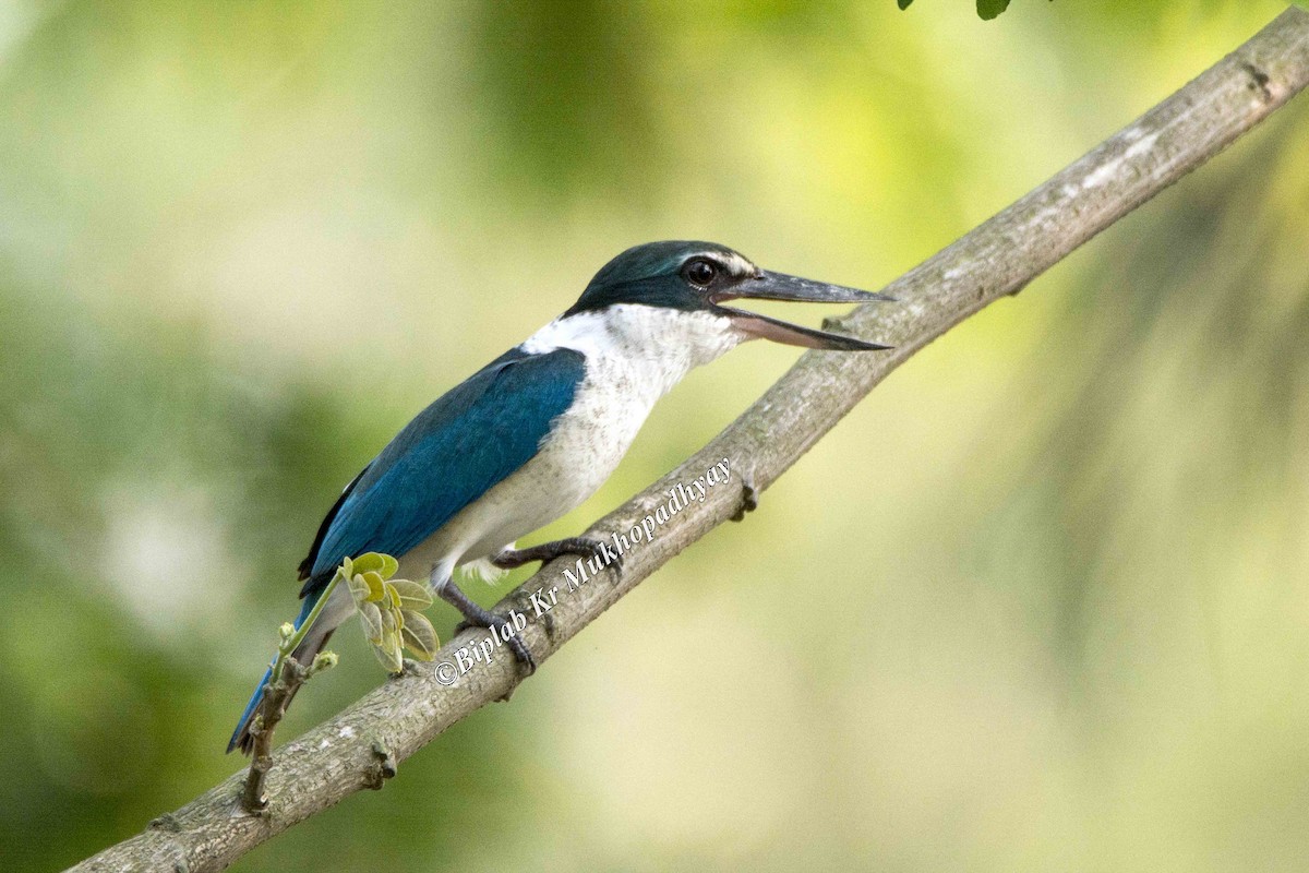 Collared Kingfisher - Biplab kumar Mukhopadhyay