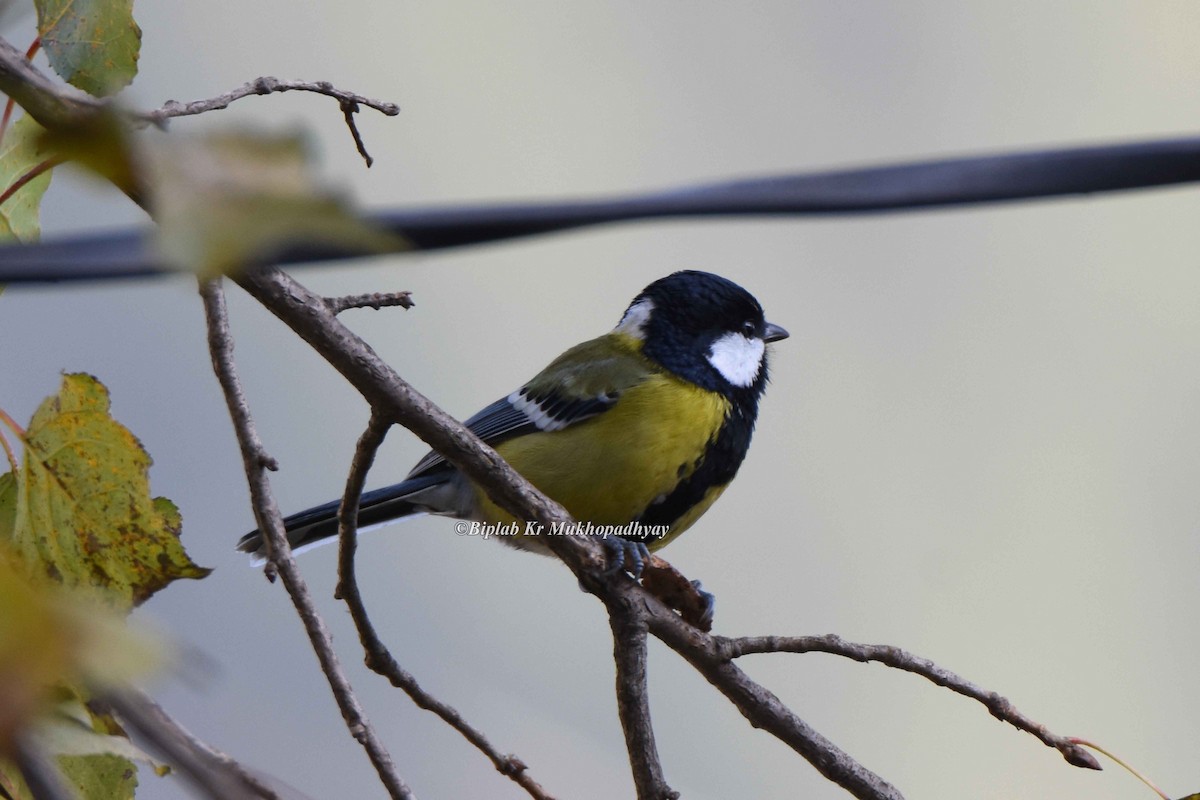 Green-backed Tit - ML205901561