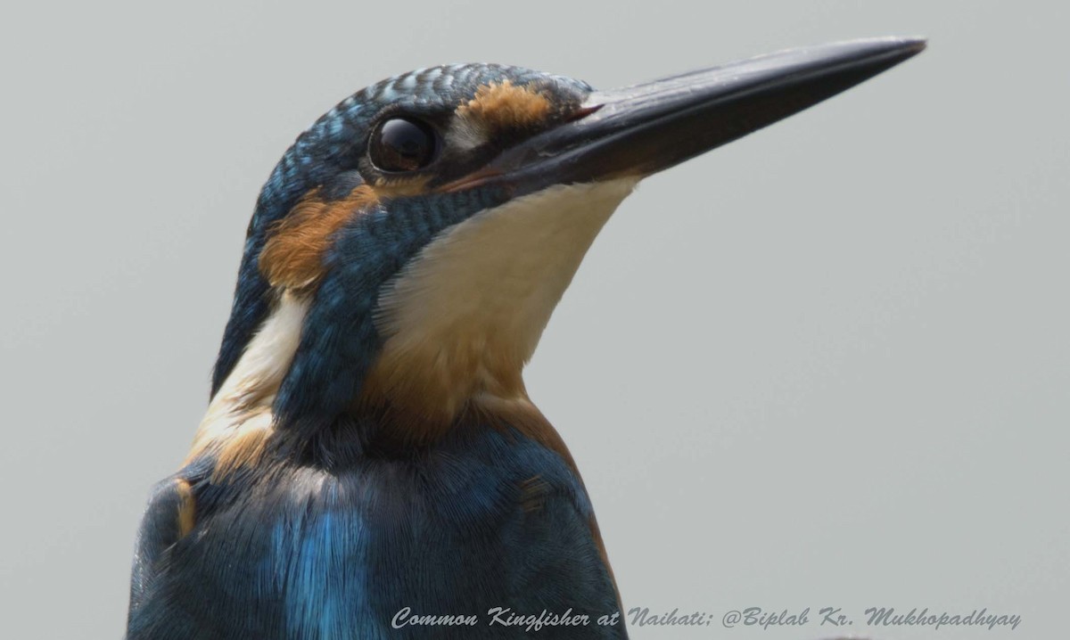 Common Kingfisher - Biplab kumar Mukhopadhyay