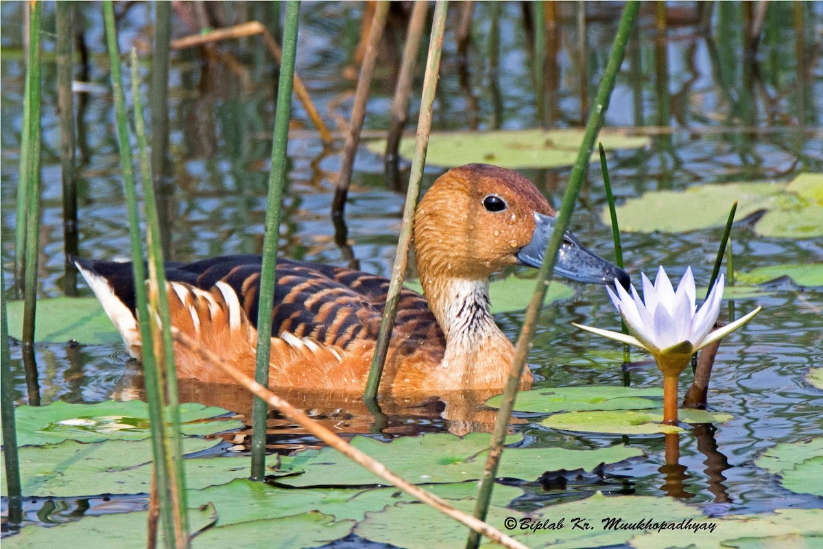 Fulvous Whistling-Duck - Biplab kumar Mukhopadhyay