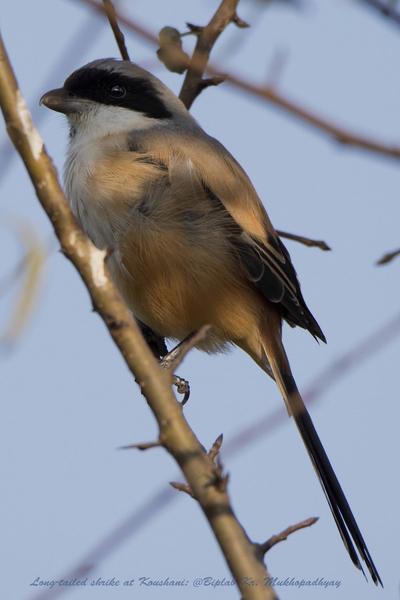 Long-tailed Shrike - ML205901861
