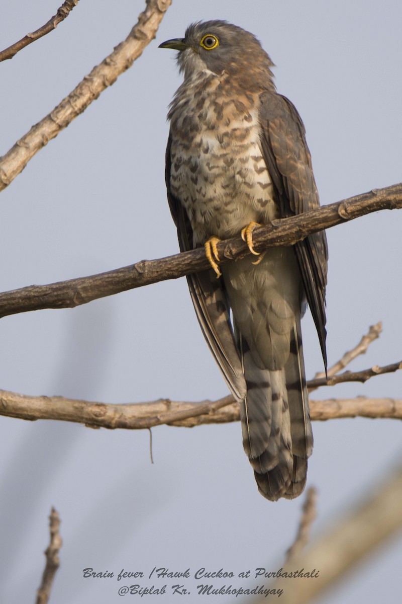 Common Hawk-Cuckoo - Biplab kumar Mukhopadhyay