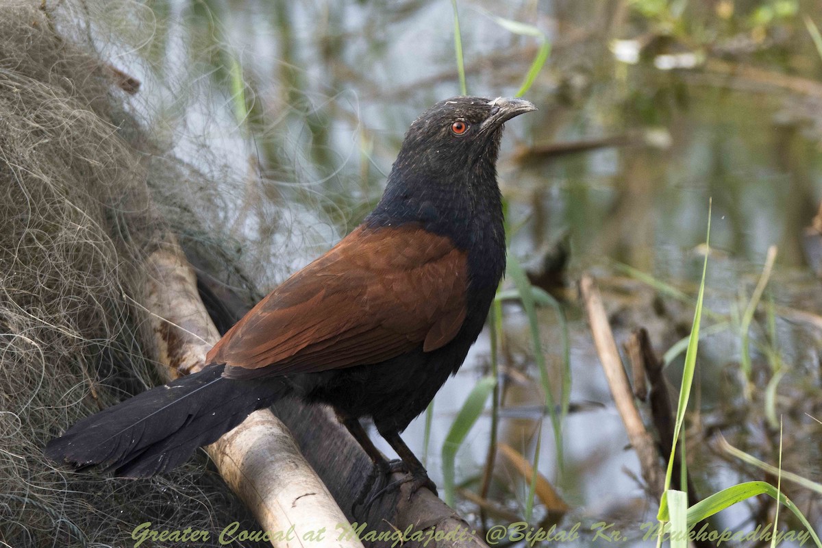 Greater Coucal - ML205901981