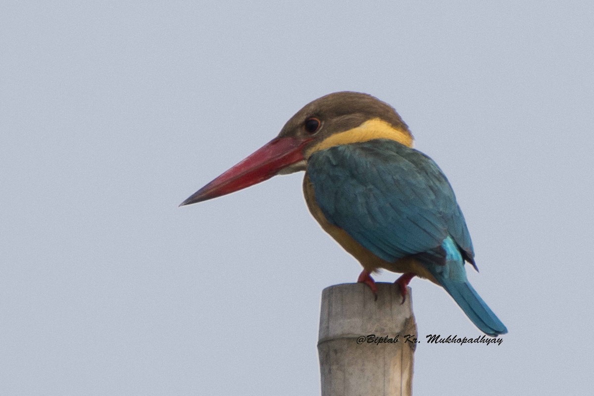 Stork-billed Kingfisher - Biplab kumar Mukhopadhyay