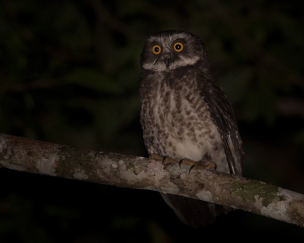 Guadalcanal Owl - Lars Petersson | My World of Bird Photography