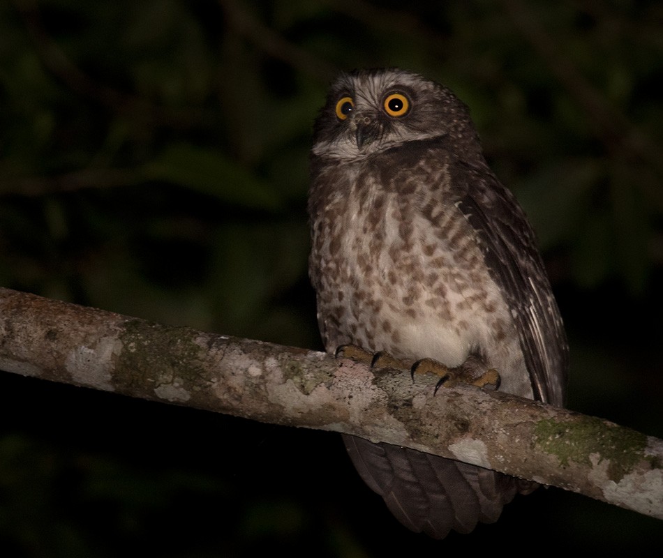 Guadalcanal Owl - Lars Petersson | My World of Bird Photography