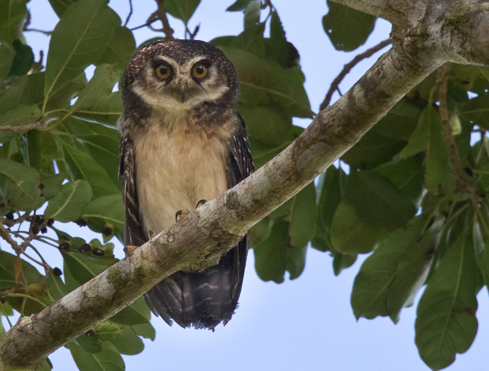West Solomons Owl - Lars Petersson | My World of Bird Photography