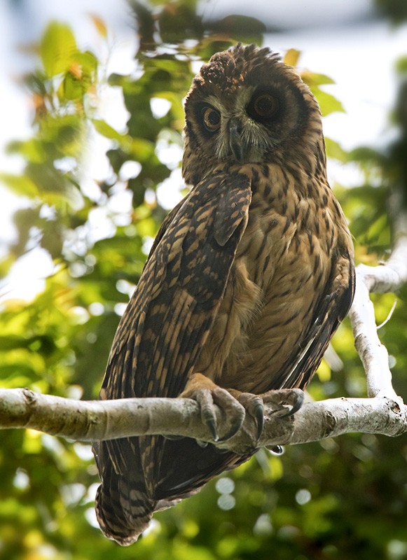 Fearful Owl - ML205902141