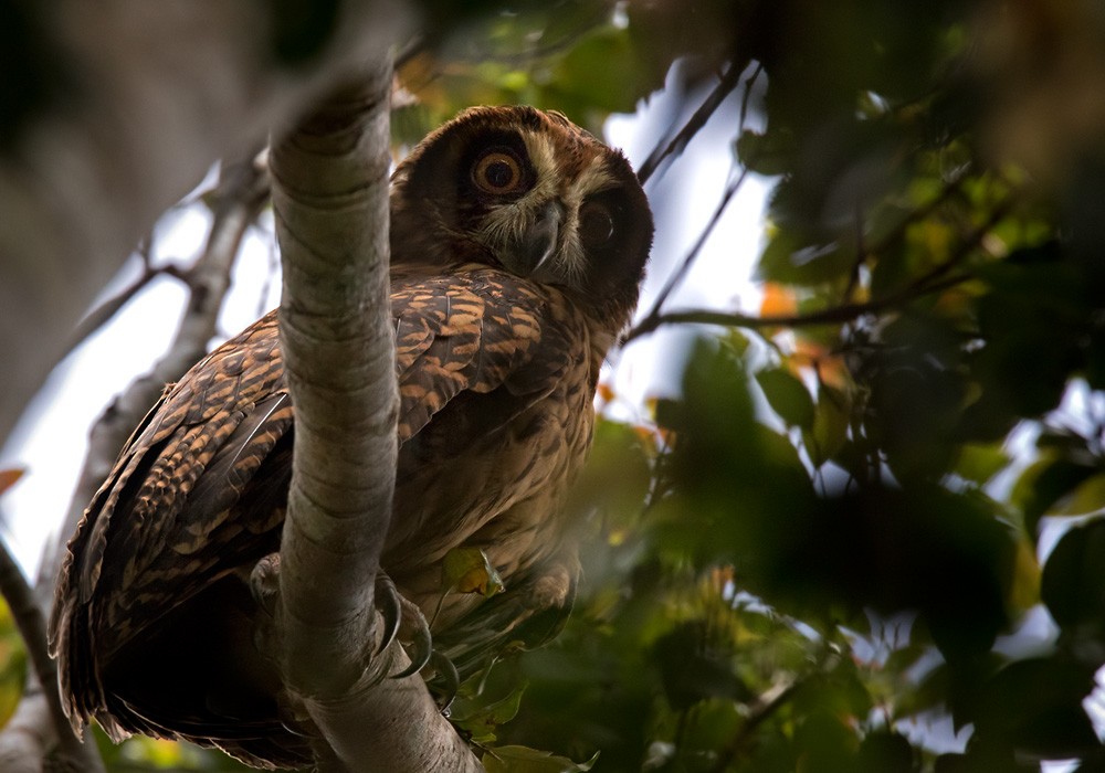 Fearful Owl - Lars Petersson | My World of Bird Photography