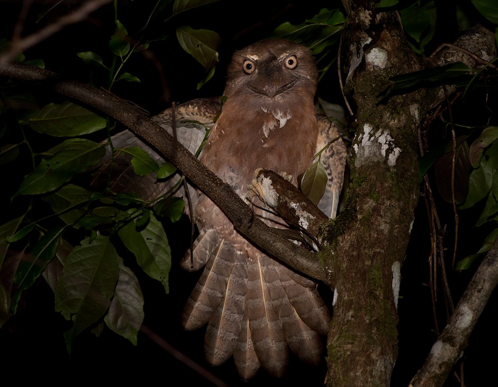 Solomons Frogmouth - ML205902191