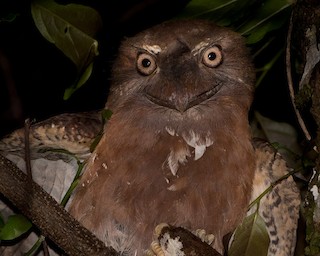 Solomons Frogmouth, ML205902201