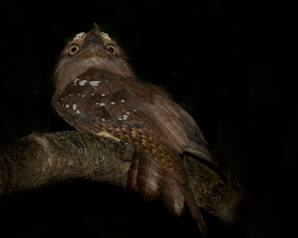 Solomons Frogmouth - ML205902211