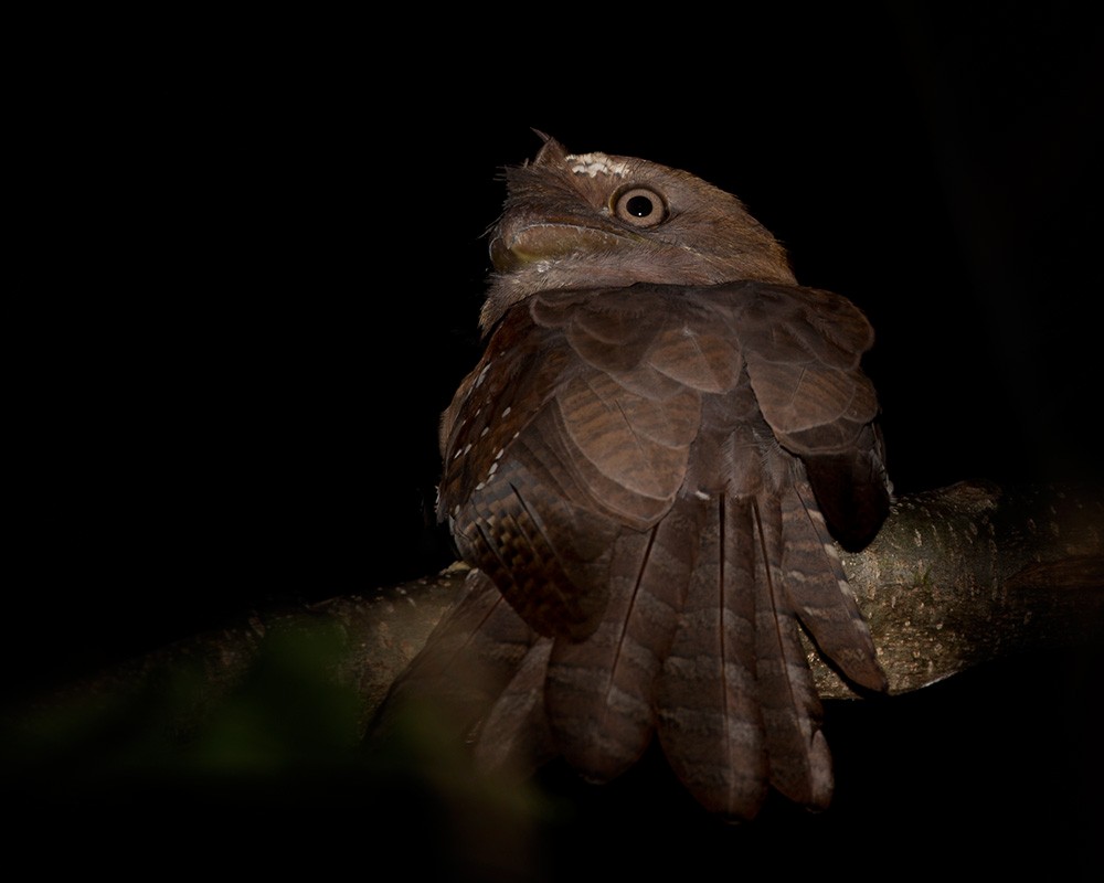 Solomons Frogmouth - ML205902221
