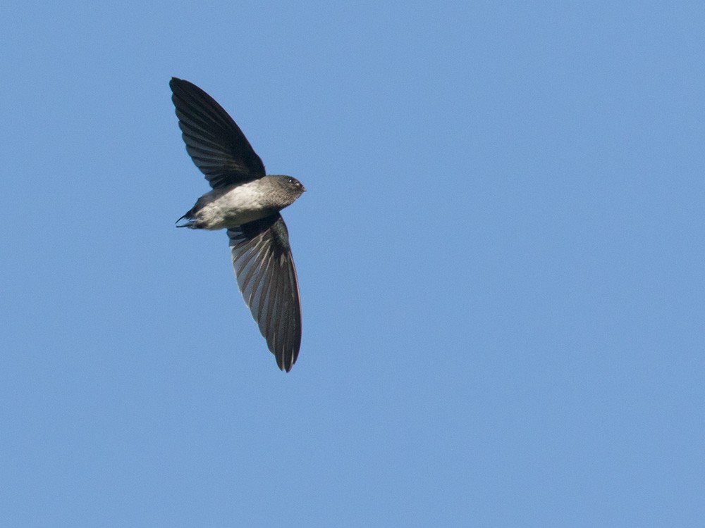 Glossy Swiftlet - Lars Petersson | My World of Bird Photography
