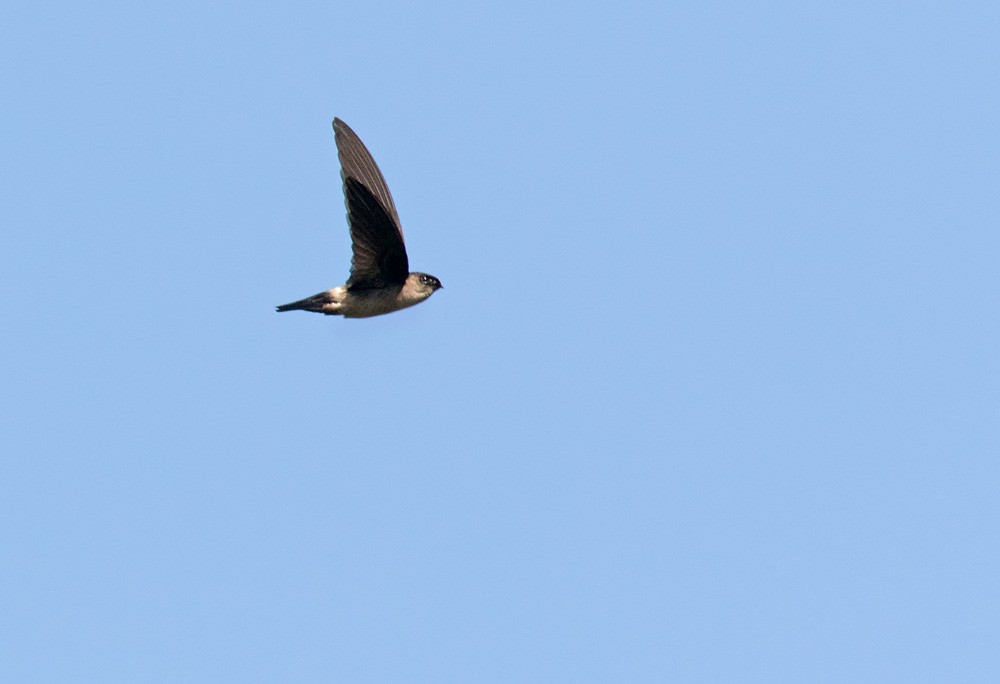 White-rumped Swiftlet - Lars Petersson | My World of Bird Photography
