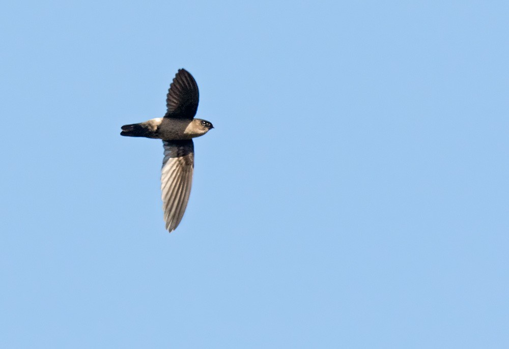 White-rumped Swiftlet - Lars Petersson | My World of Bird Photography