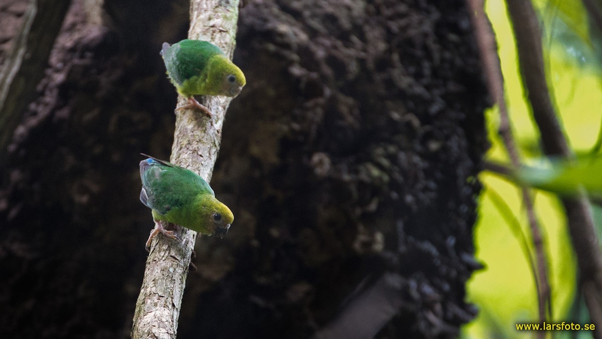 Yellow-capped Pygmy-Parrot - Lars Petersson | My World of Bird Photography