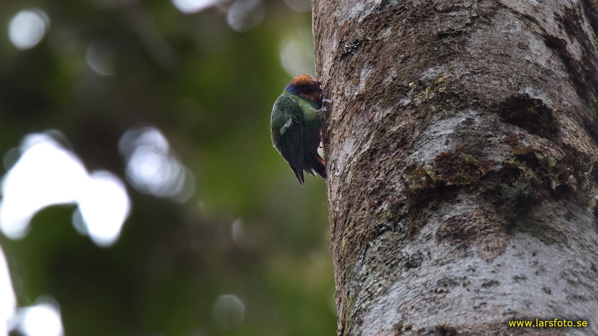 Red-breasted Pygmy-Parrot - Lars Petersson