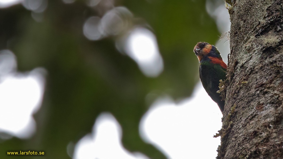 Red-breasted Pygmy-Parrot - ML205902341
