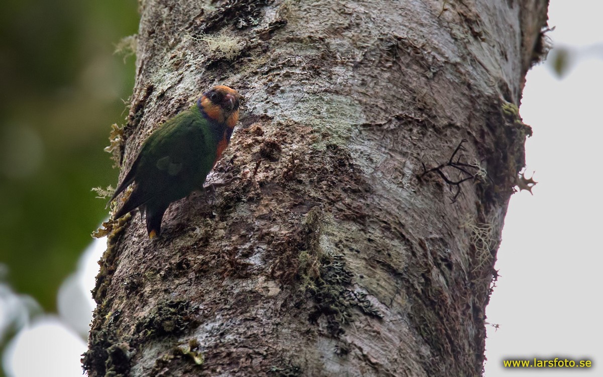 Red-breasted Pygmy-Parrot - ML205902351