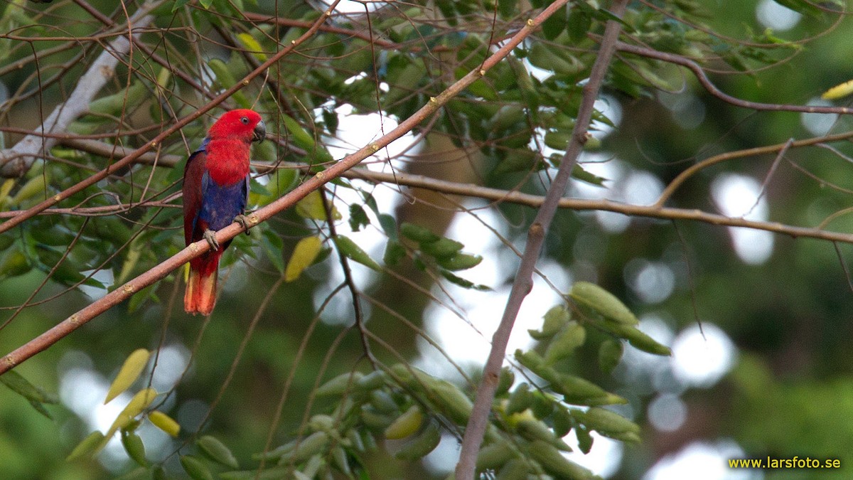 Papuan Eclectus - Lars Petersson | My World of Bird Photography