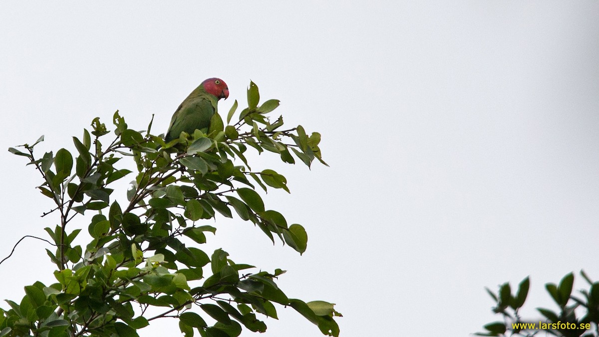 Red-cheeked Parrot - ML205902441