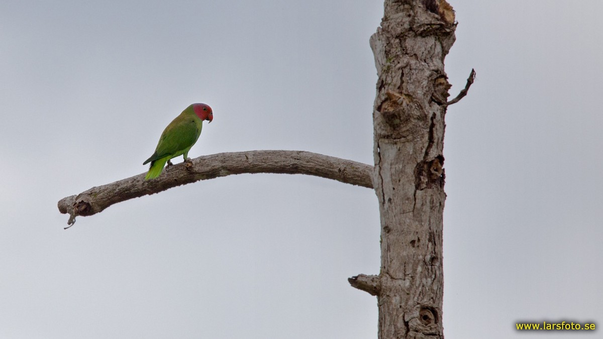 Red-cheeked Parrot - ML205902451