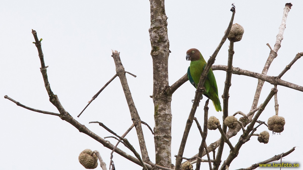 Red-cheeked Parrot - ML205902461