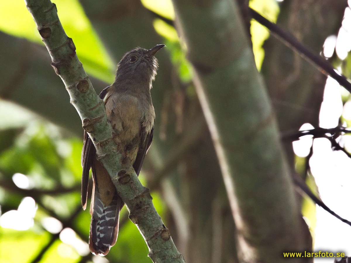 Brush Cuckoo (Australasian) - ML205902481