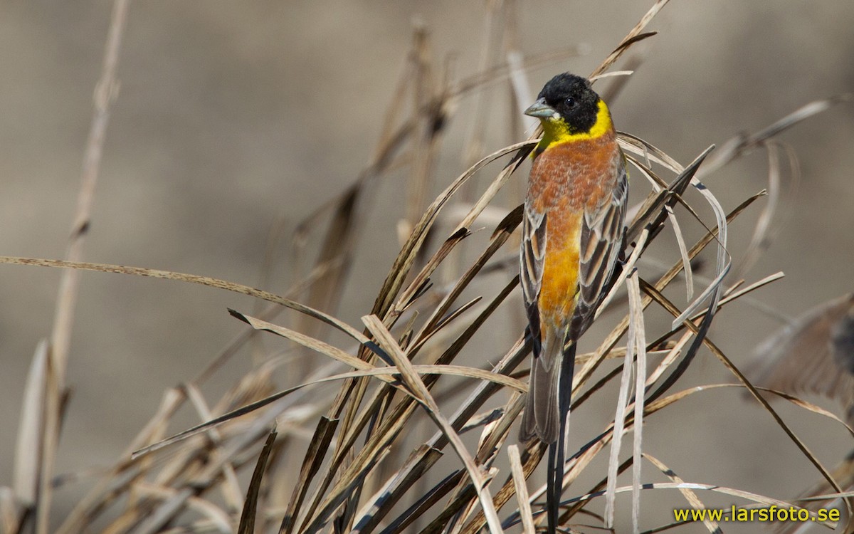 Black-headed Bunting - Lars Petersson | My World of Bird Photography