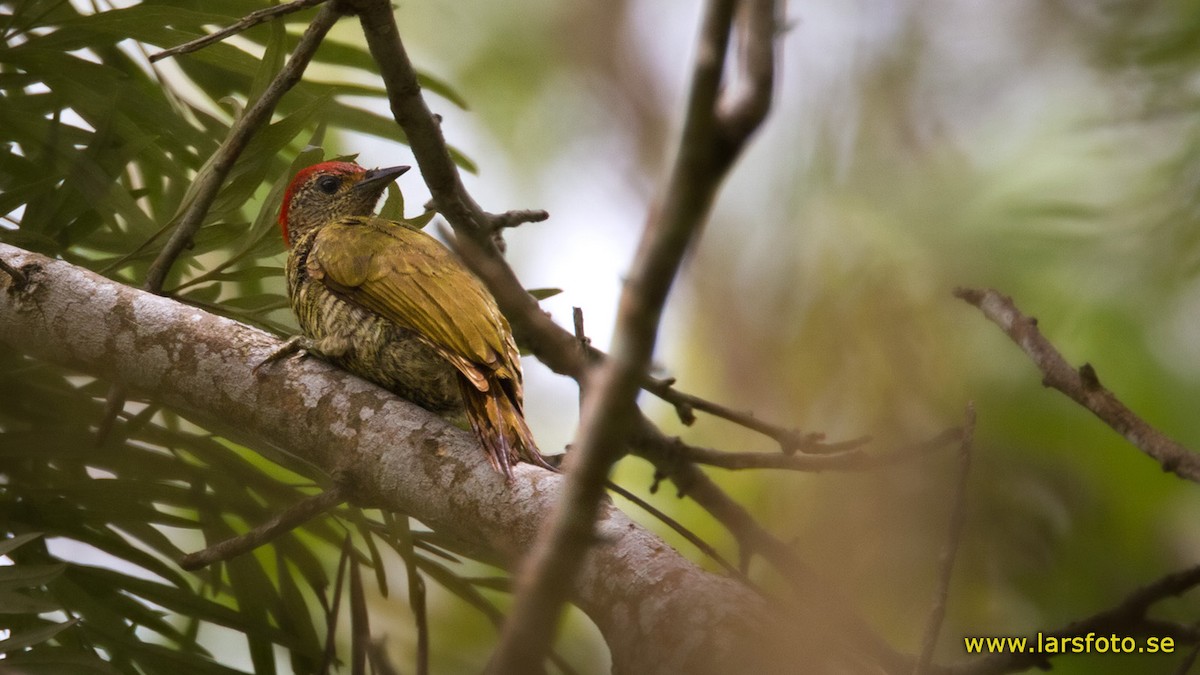 Green-backed Woodpecker (Plain-backed) - ML205902881