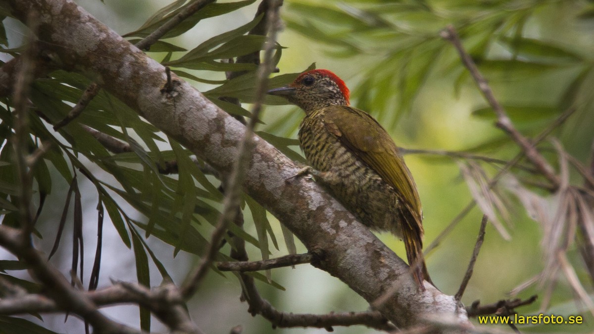 Green-backed Woodpecker (Plain-backed) - Lars Petersson | My World of Bird Photography
