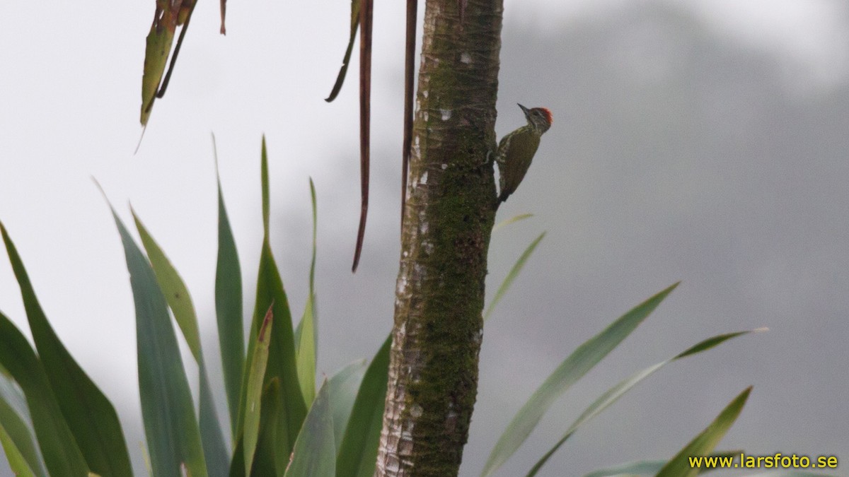 Gabon Woodpecker - Lars Petersson | My World of Bird Photography