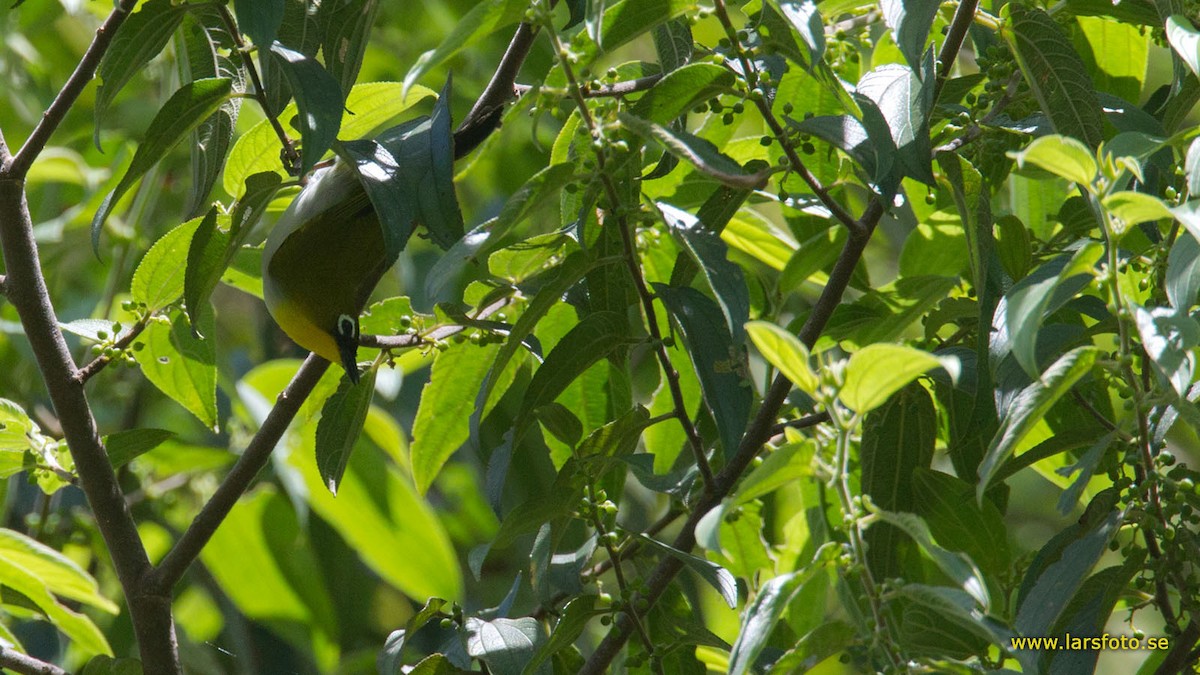 Black-fronted White-eye (Black-fronted) - Lars Petersson | My World of Bird Photography