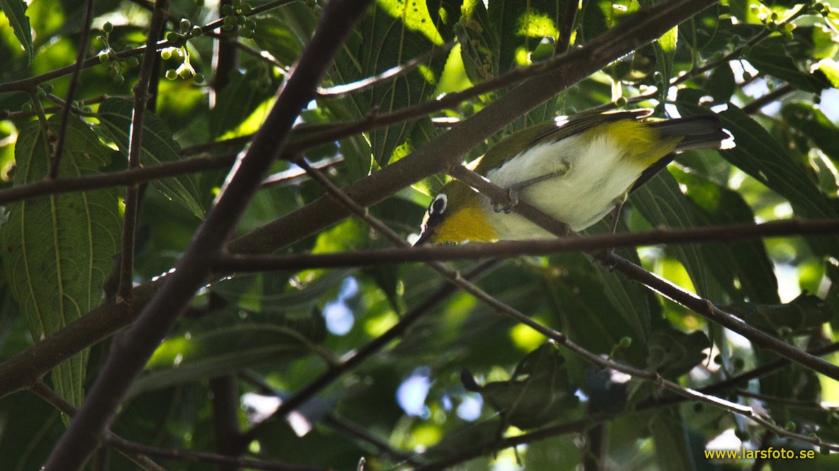 Black-fronted White-eye (Black-fronted) - Lars Petersson