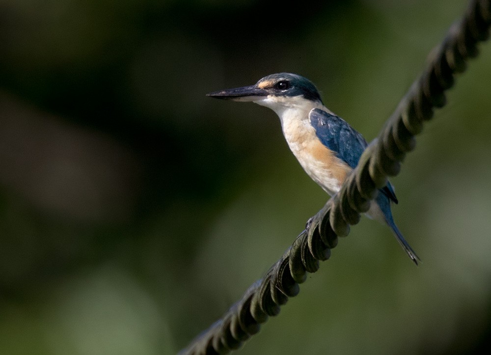 Melanesian Kingfisher (Bougainville-Guadalcanal) - Lars Petersson | My World of Bird Photography